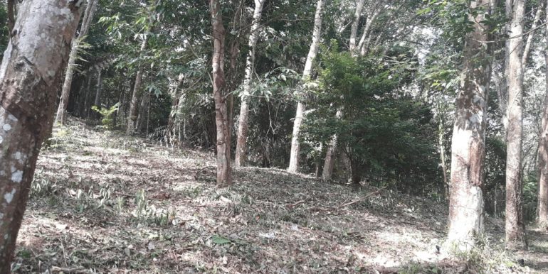 Land - 3 Rai Bangtao Ocean View (6)